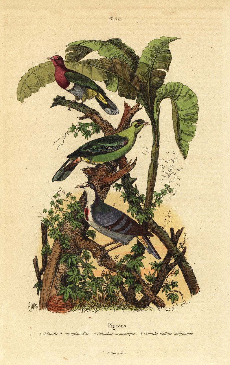 Pembe başlı meyve güvercini, Ptilinopus porphyreus, Buru yeşil güvercini, Treron aromaticus ve Luzon kanayan kalp, Gallicolumba luzonica by Unbekannt