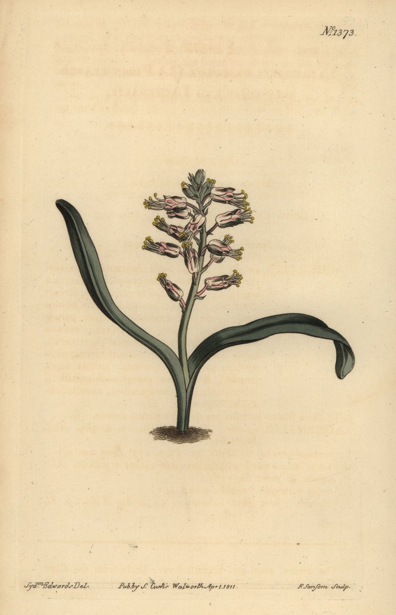 Düz yapraklı kendinden renkli lachenalia, Lachenalia unicolor by Unbekannt