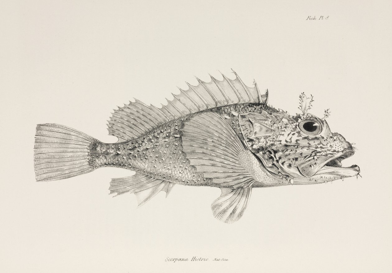 Oyuncu akrep balığı, c 1832-1836 by Unbekannter Künstler