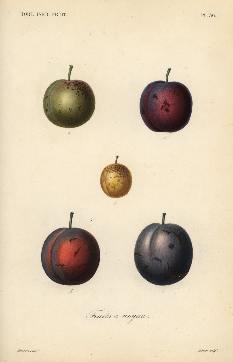 Erik ve kuru erik, Prunus domestica by Unbekannt