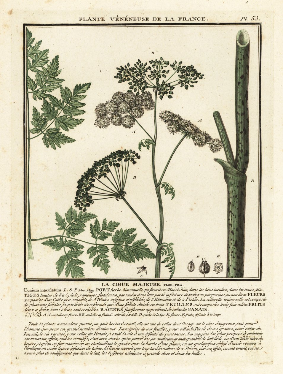 Zehirli baldıran, Conium maculatum. by Unbekannter Künstler