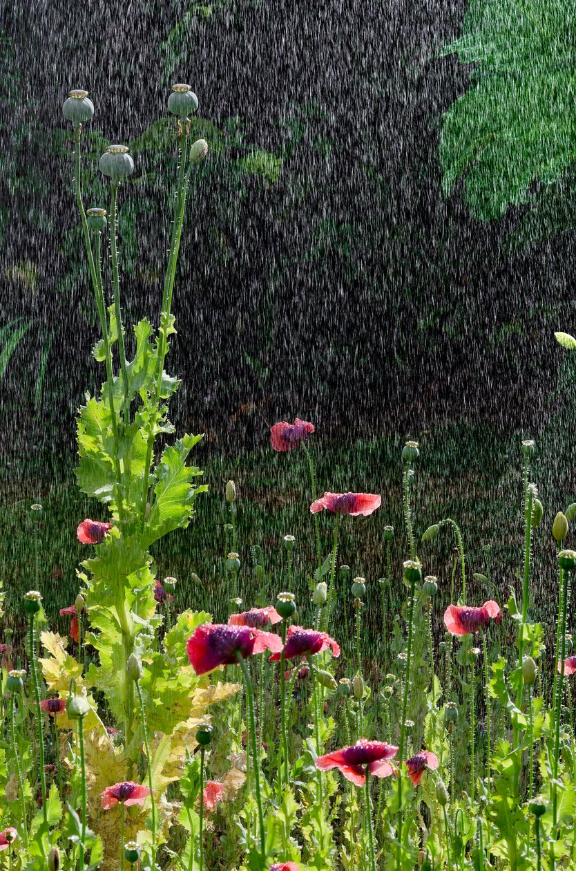 Yaz sağanağında haşhaş (Papaver somniferum) çiçekleri ve tohum başları, Gower, Güney Galler (fotoğraf) by Unbekannter Künstler