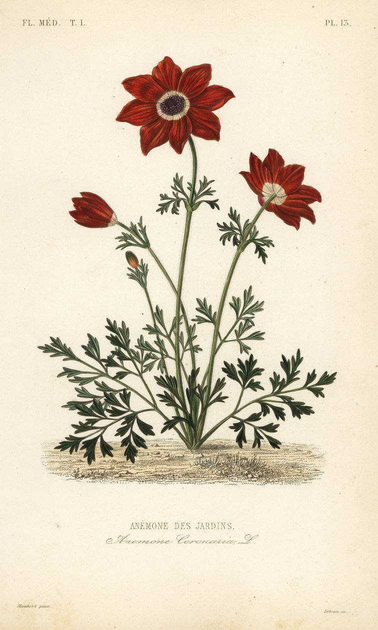 Haşhaş anemon çiçeği veya İspanyol kadife çiçeği, Anemone coronaria, Anemone des jardins by Unbekannt