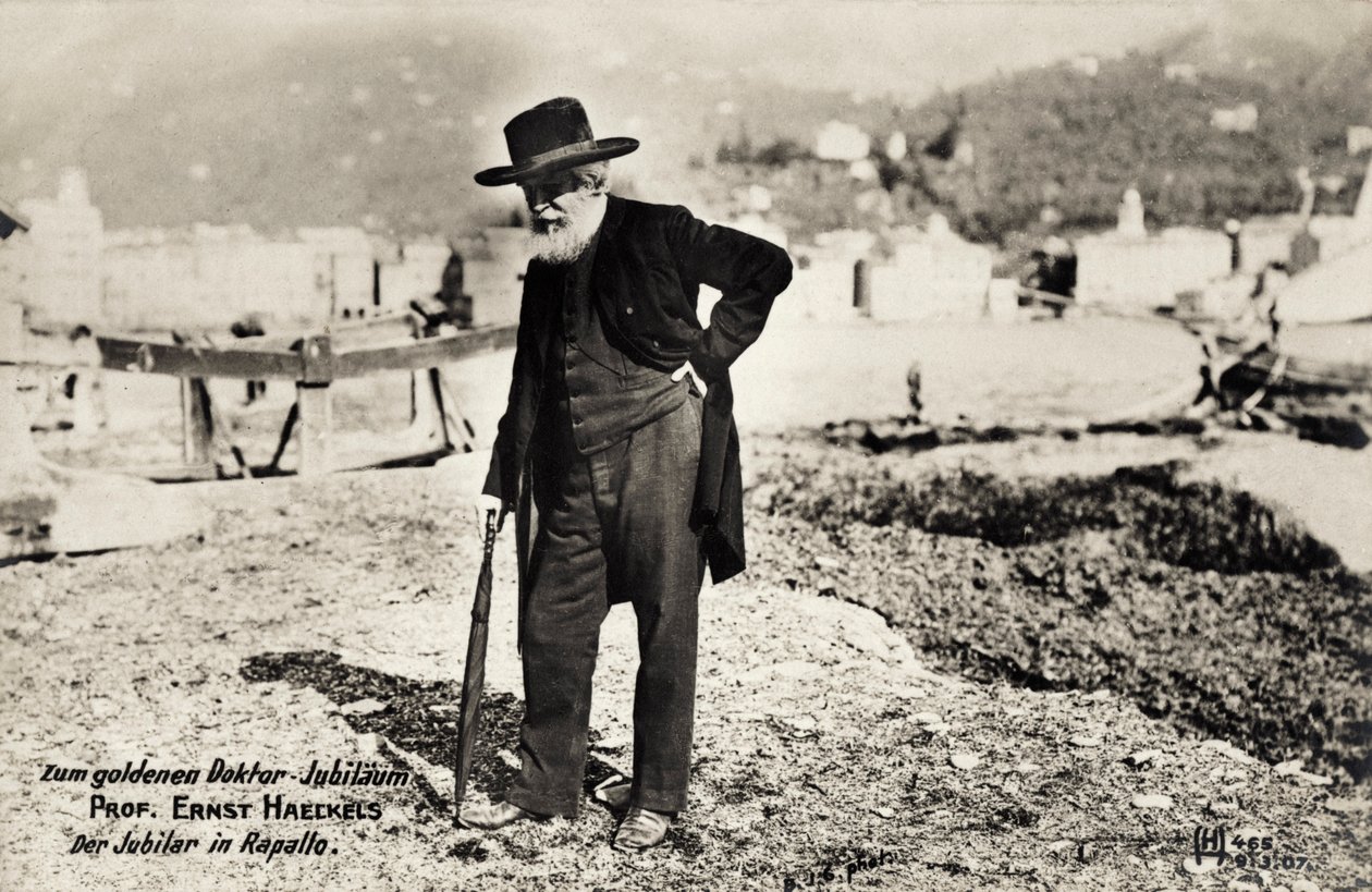 Profesör Ernst Haeckels, Rapallo, İtalya