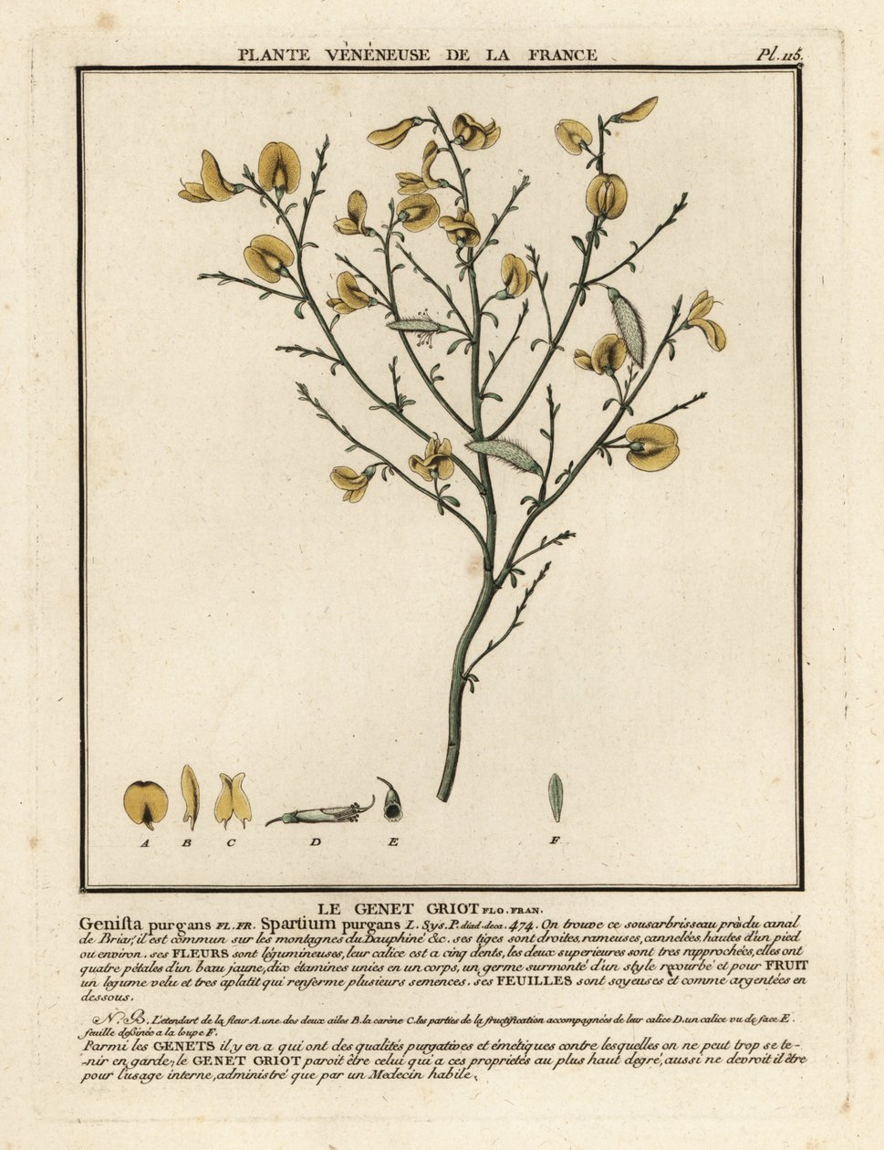 Temizleme süpürgesi, Cytisus purgans. by Unbekannter Künstler
