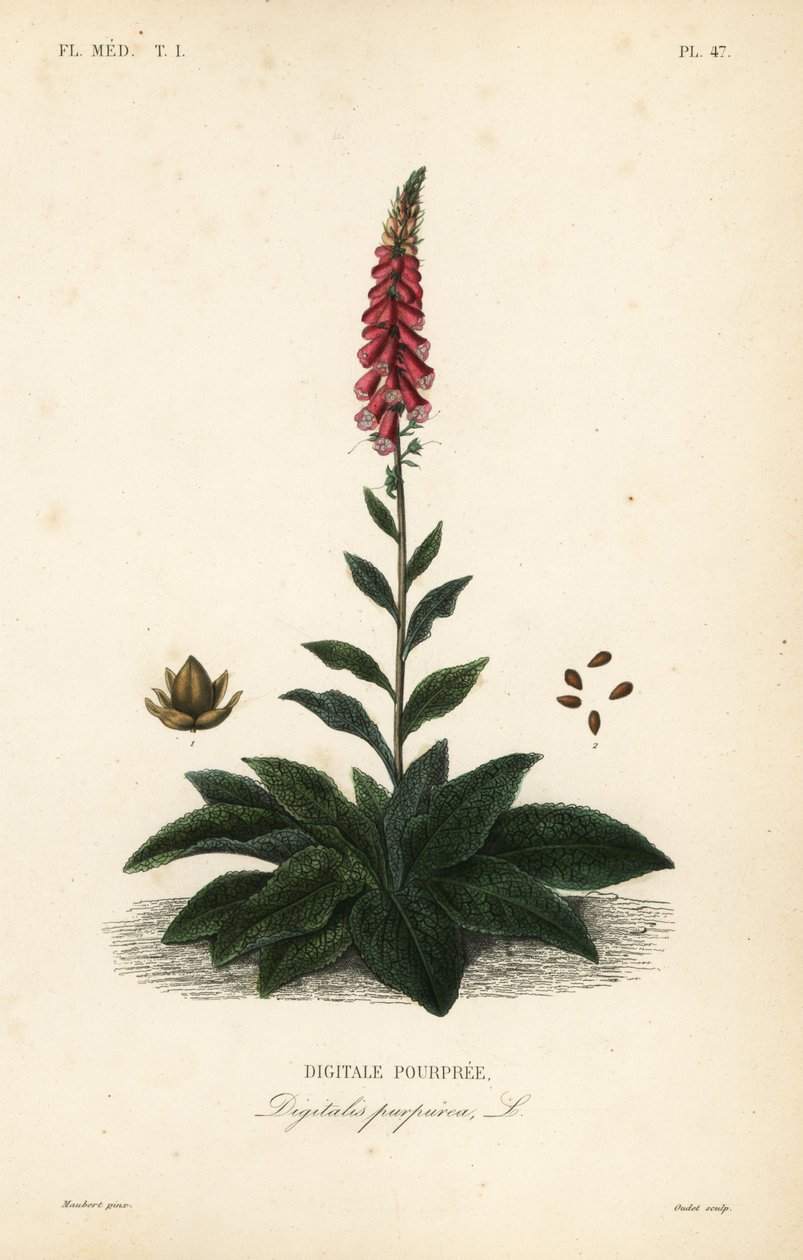 Mor yüksük otu veya kadın eldiveni, Digitalis purpurea, Digitale pourpre by Unbekannt