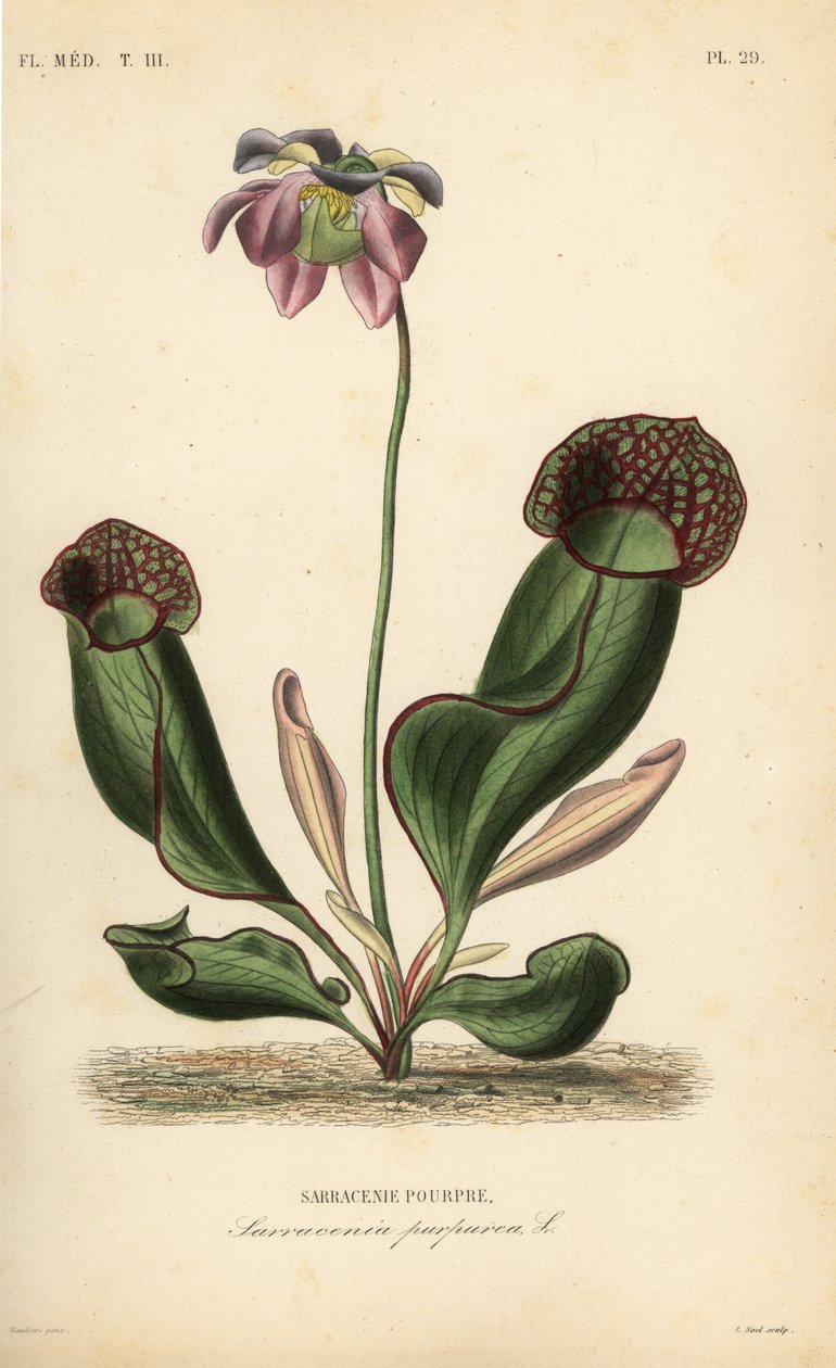 Mor sürahi bitkisi veya yan eyer çiçeği, Sarracenia purpurea, Sarracenie pourpre by Unbekannt