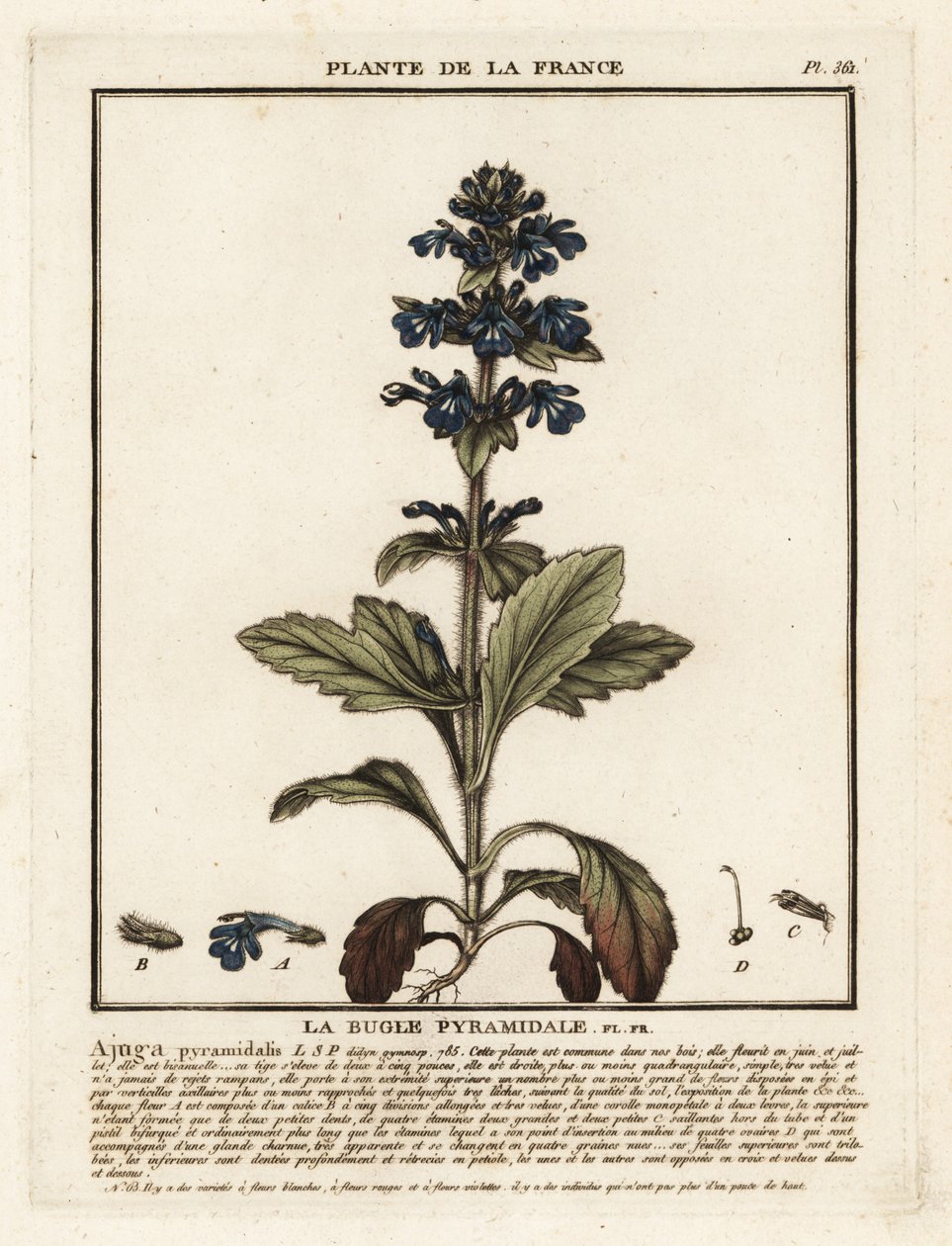 Piramidal boru, Ajuga piramidalis. by Unbekannter Künstler