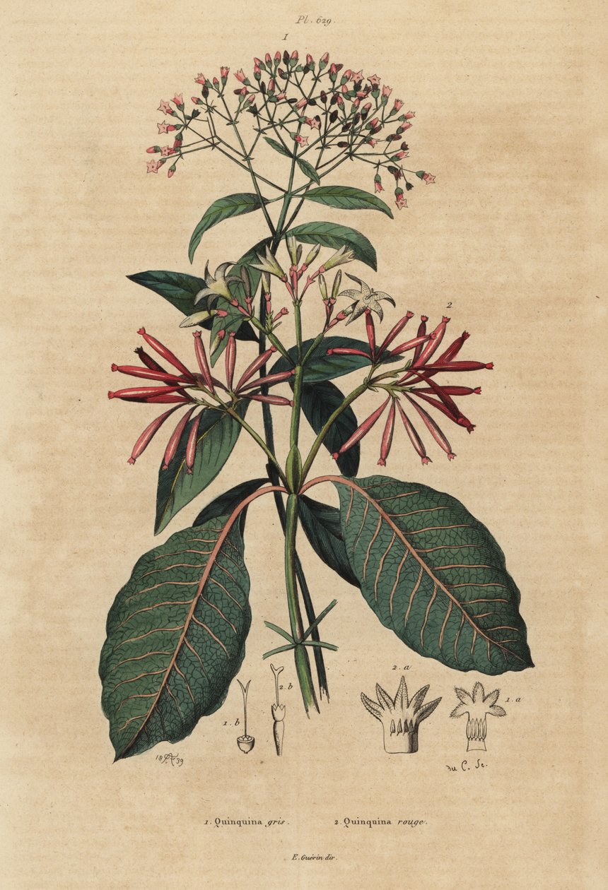 Quinine, Cinchona officinalis 1 ve Ladenbergia oblongifolia, savunmasız, 2 by Unbekannt