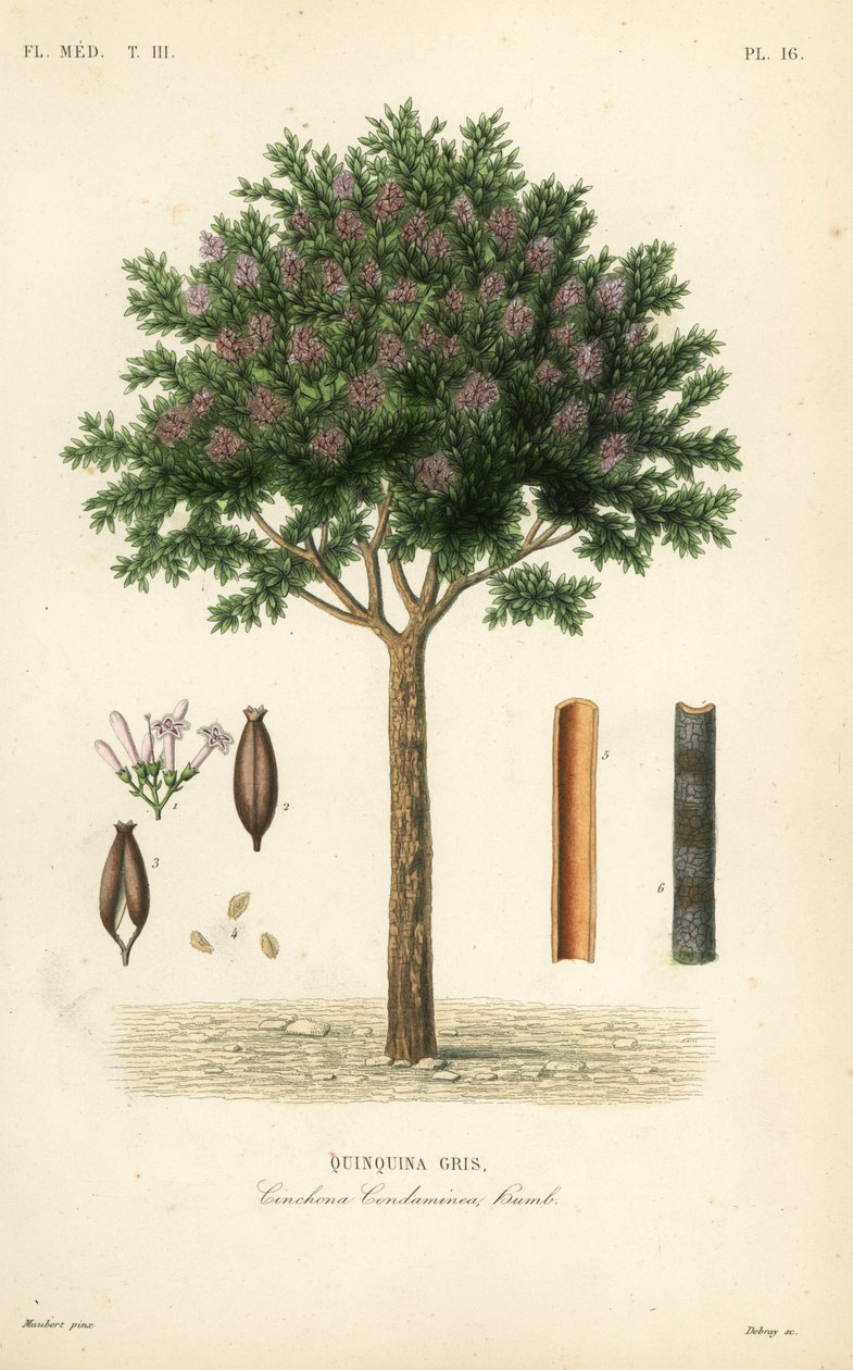 Kinin veya kınakına kabuğu, Cinchona officinalis, Cinchona condaminea, Quinquina gris by Unbekannt