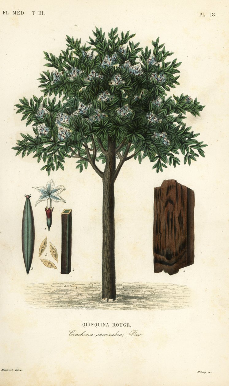 Kinin ağacı, ted cinchona veya quina, Cinchona pubescens, Cinchona succirubra, Quinquina rouge by Unbekannt