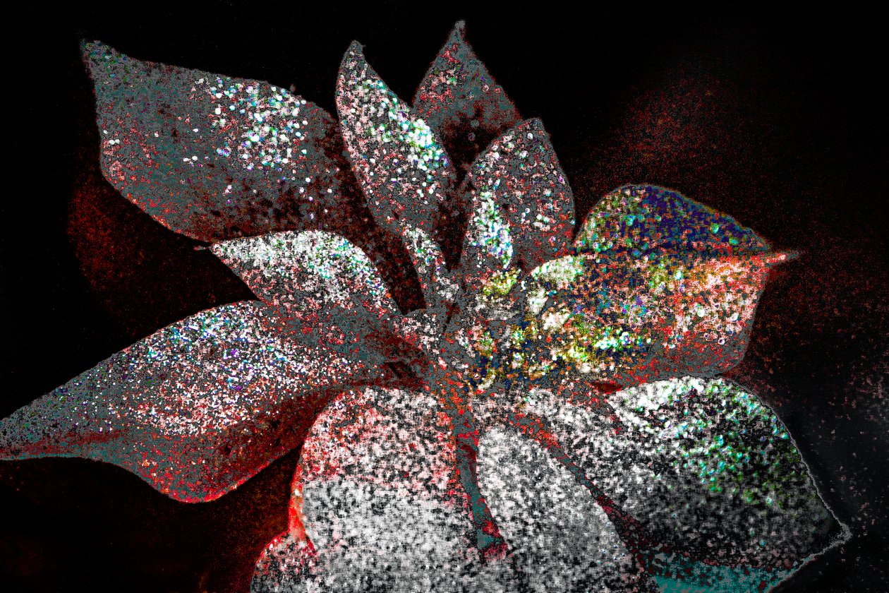 Sevgilim için Gökkuşağı Poinsettia, 2017 (yeniden boyanmış fotoğraf) by Unbekannter Künstler