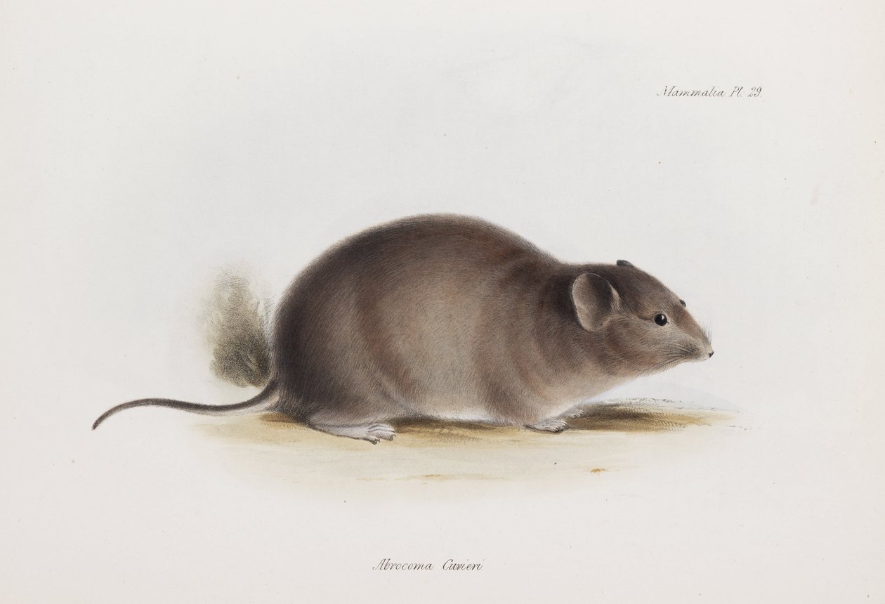 Sıçan, c 1832-1836 by Unbekannter Künstler