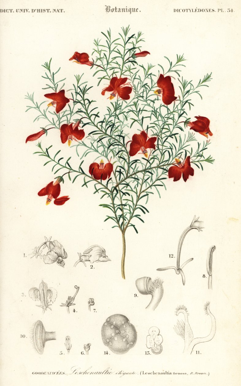 Kırmızı leschenaultia, Leschenaultia formosa., 1849 (gravür) by Unbekannter Künstler