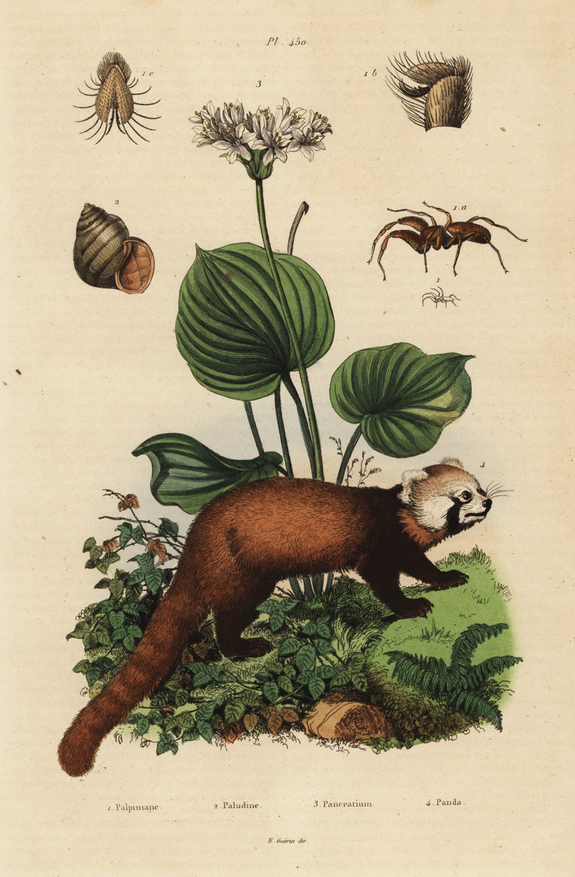 Red panda, Ailurus fulgens, nesli tükenmekte olan 4, kuzey Noel zambak, Proiphys amboinensis 3. nehir salyangozu, Viviparus viviparus 1 ve örümcek, Palpimanus türleri by Unbekannt