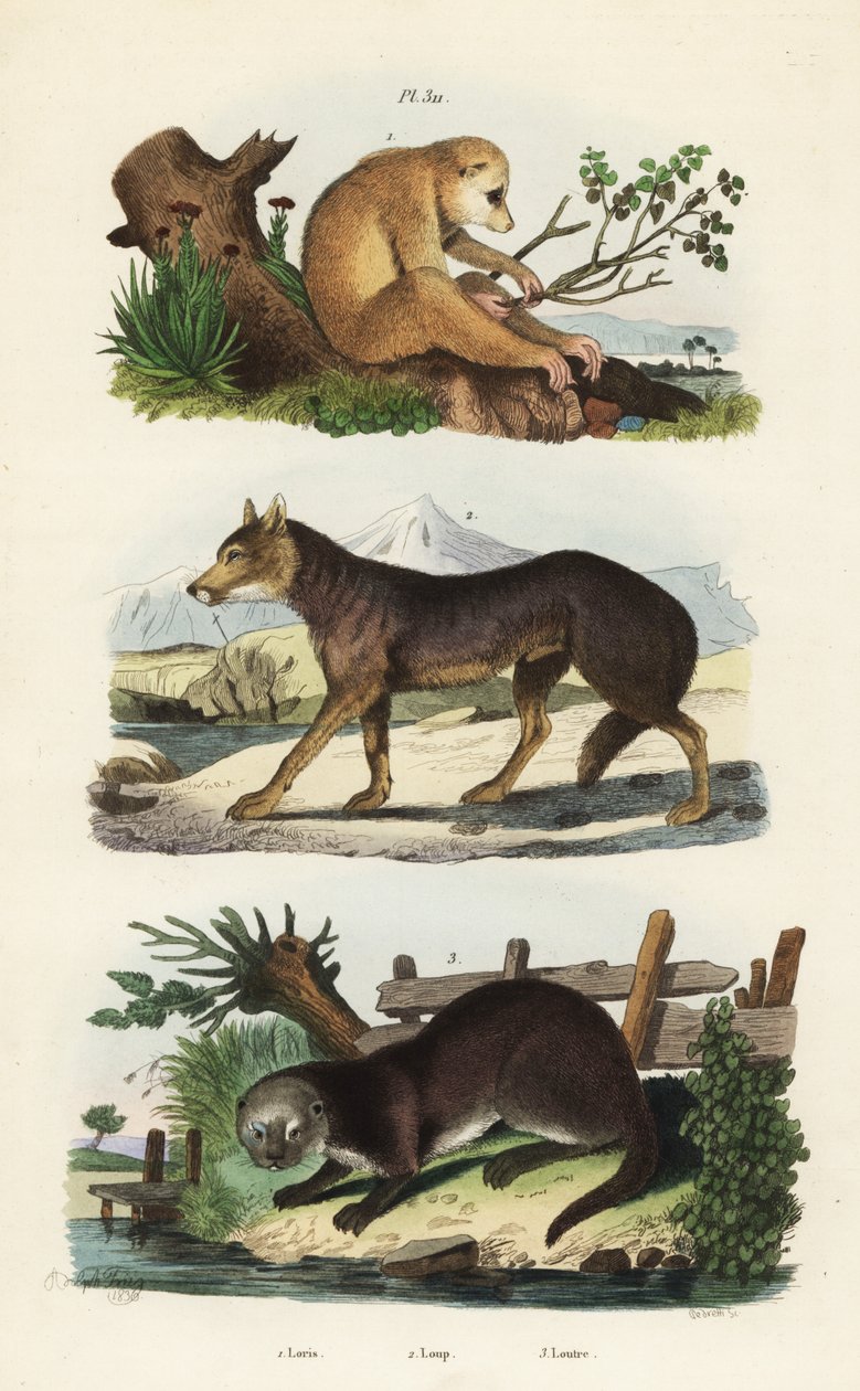 Kırmızı ince loris, Loris tardigradus tehlikede 1, kurt, Canis lupus 2 ve Avrasya su samuru, Lutra lutra 3 by Unbekannt
