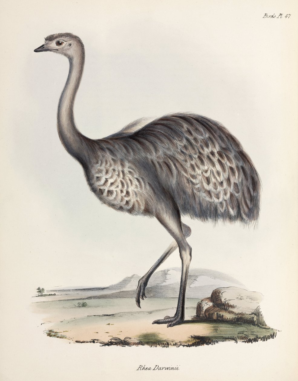 Rhea, Güney Amerika, 1832-1836 dolayları by Unbekannter Künstler