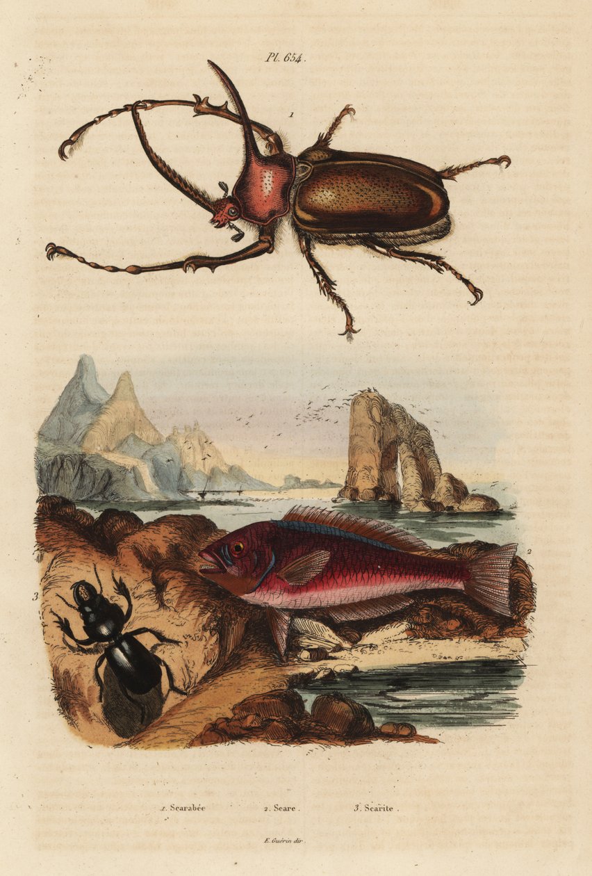 Gergedan bok böceği, Golofa porteri 1, Girit skar balığı, Scarus creticus 2 ve Scarites buparius böceği 3 by Unbekannt