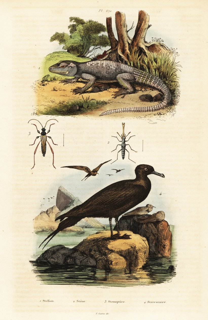 Kaya agama ve parazitik jaeger.,1834-1839 (gravür) by Unbekannter Künstler