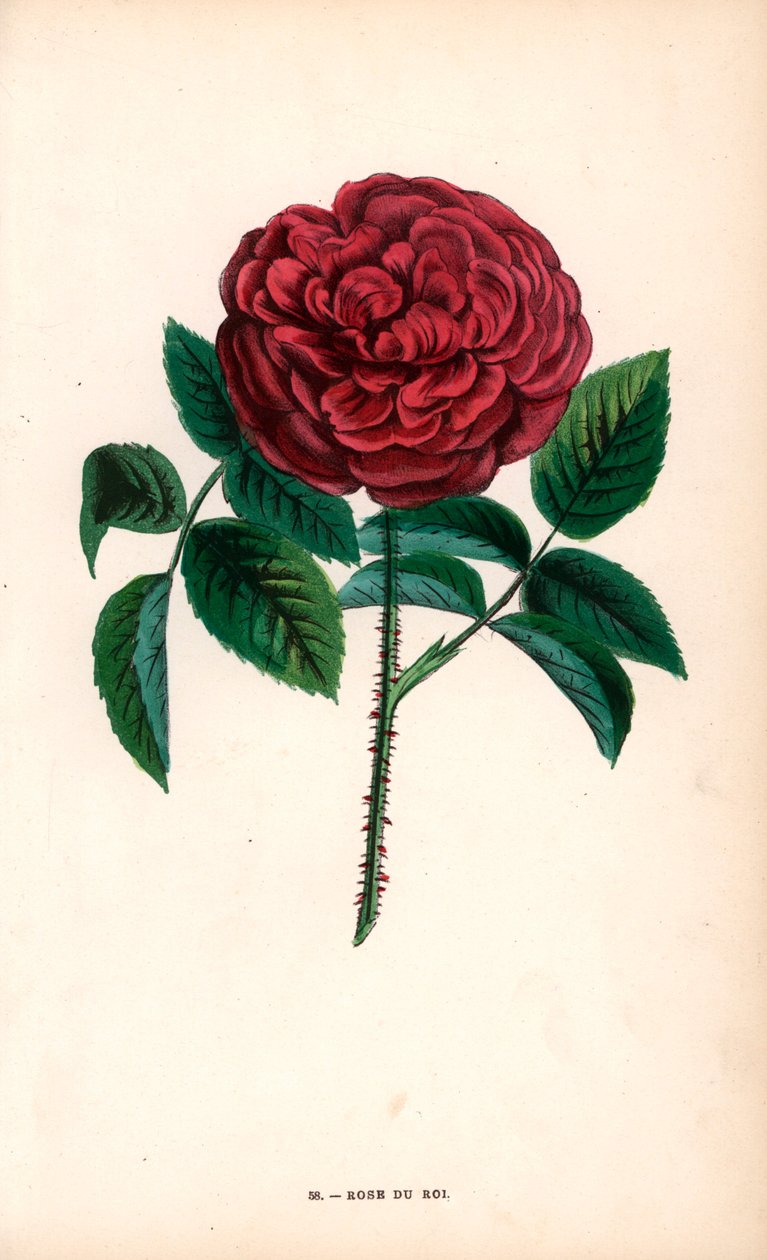 Rose du Roi, Sevres