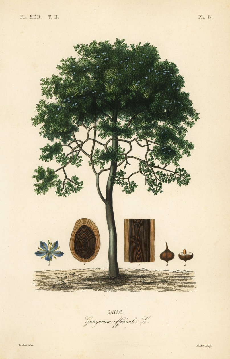 Roughbark hayat ağacı veya guaiacwood, Guaiacum officinale, Guayacum officinale, Gayac by Unbekannt