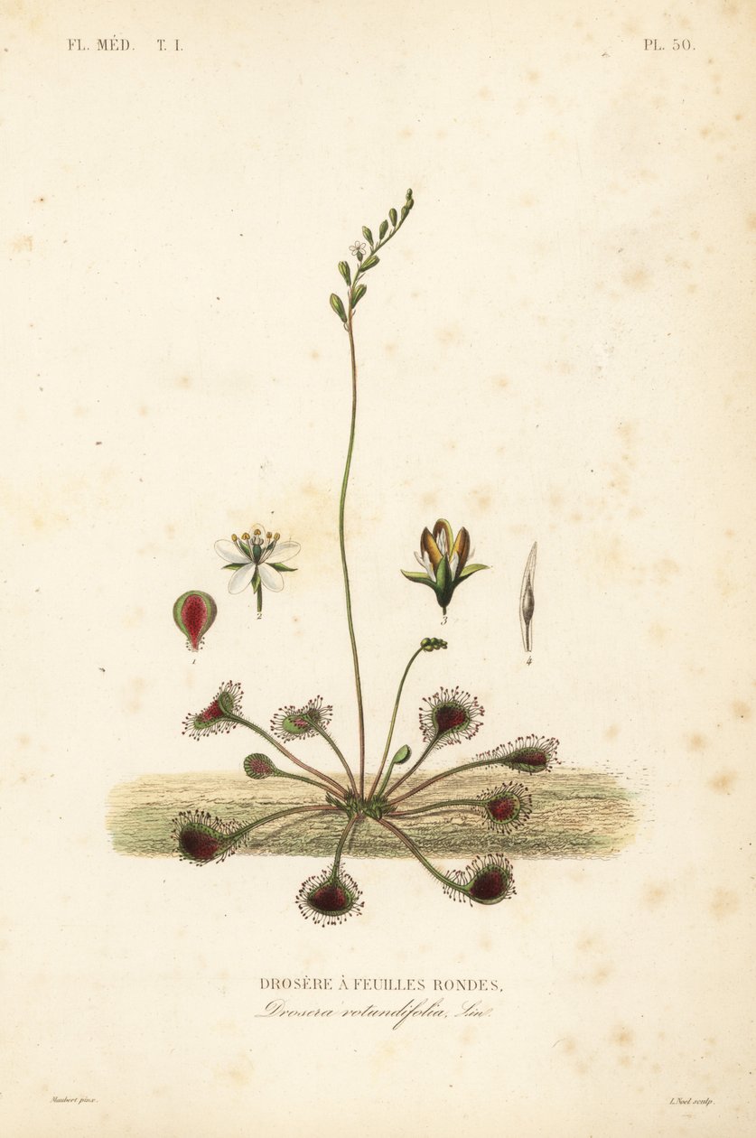 Yuvarlak yapraklı sundew veya yaygın sundew, Drosera rotundifolia, Droserie a feuilles rondes by Unbekannt