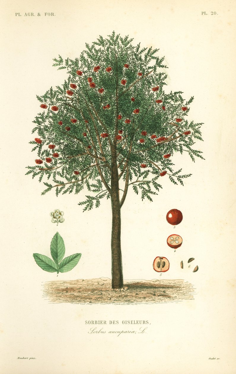 Üvez veya üvez ağacı, Sorbus aucuparia, Sorbier des oiseleurs by Unbekannt