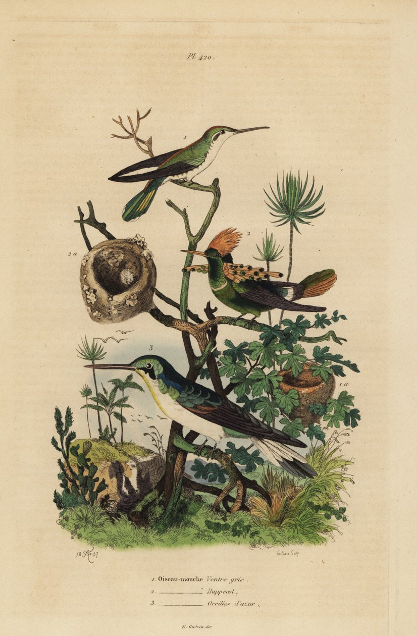 Kızıl kuyruklu sinek kuşu, Amazilia tzacatl, Tepeli koket, Lophornis ornatus ve kara kulaklı peri, Heliothryx auritus Gri karınlı sinek kuşu, tepeli yaka, gök mavisi kulaklar by Unbekannt