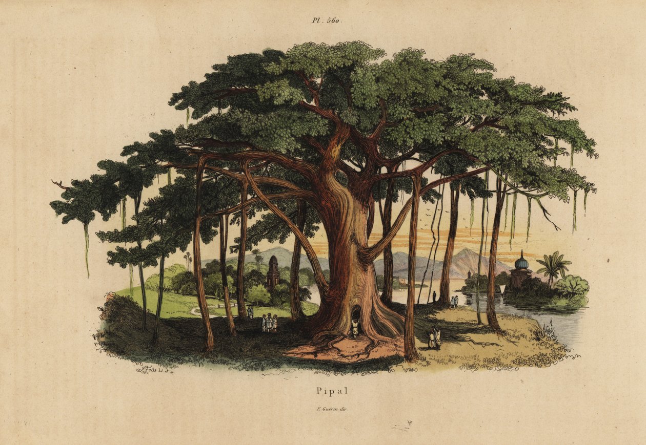 Kutsal incir ağacı veya peepal ağacı, Ficus religiosa by Unbekannt