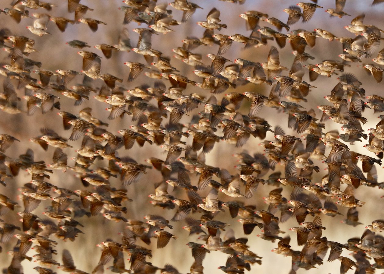 Numbers 3'te Güvenlik (kırmızı gagalı quelea), Namibya, 2018 (fotoğraf) by Unbekannter Künstler