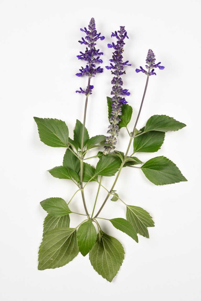 Ada çayı longispicata (s) farinacea/Büyük Mavi/Hibrit Adaçayı by Unbekannt