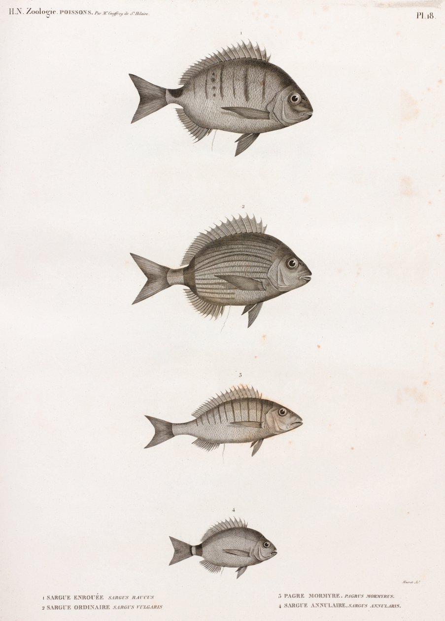 Sague Enrouee; Sıradan Sargue; Porgy Mormyre ve Annular Sargue by Unbekannt