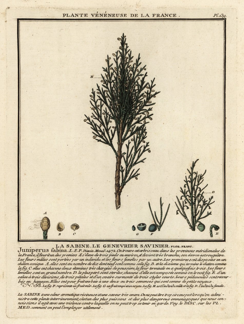 Savin ardıç veya savin, Juniperus sabina. by Unbekannter Künstler