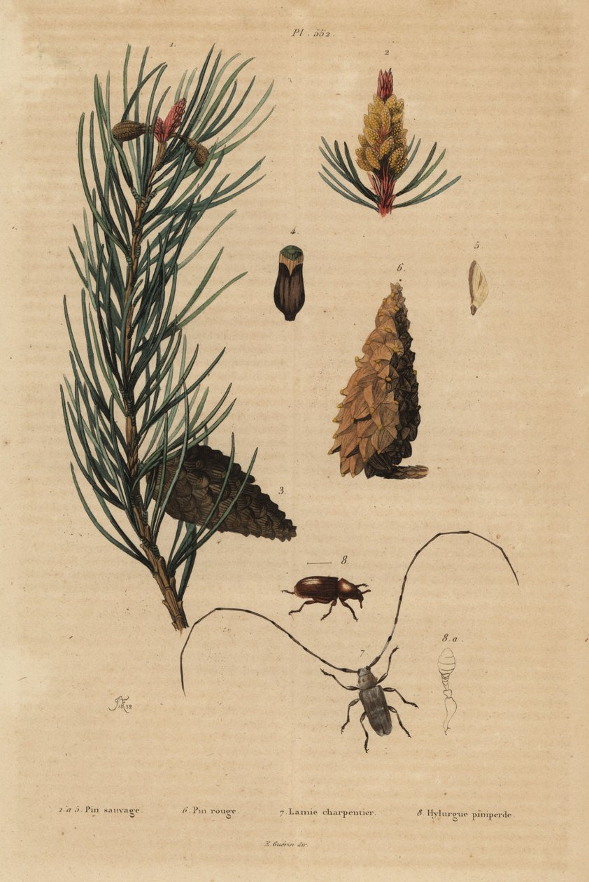 Sarıçam, Pinus sylvestris 1-5 ve kırmızı veya Norveç çamı, Pinus resinosa 6, dokumacı böceği, Lamia textor 7 ve çam böceği, Tomicus piniperda 8 by Unbekannt