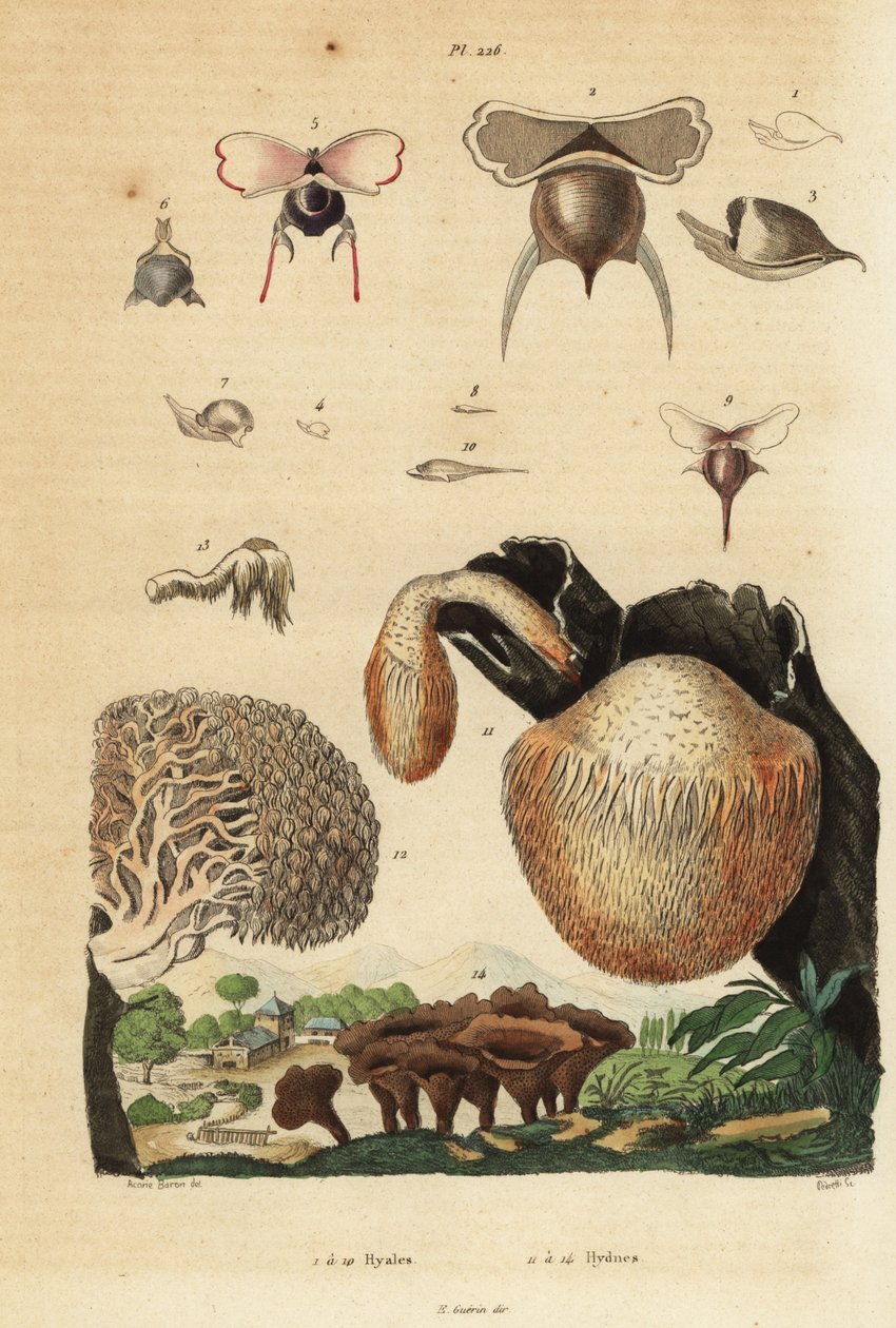 Deniz salyangozları, Diacavolinia limbata ve Diacria trispinosa 1-10 ve Hydnum mantarları, kirpi mantarı, Hydnum repandum 14, mercan dişi mantarı, Hericium coralloides 12, vb. by Unbekannt