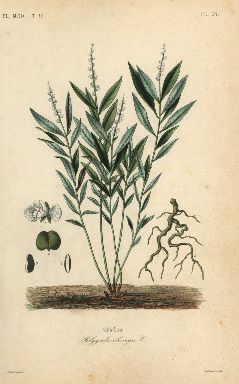 Seneca yılan kökü veya çıngıraklı yılan kökü, Polygala senega, Senega by Unbekannt
