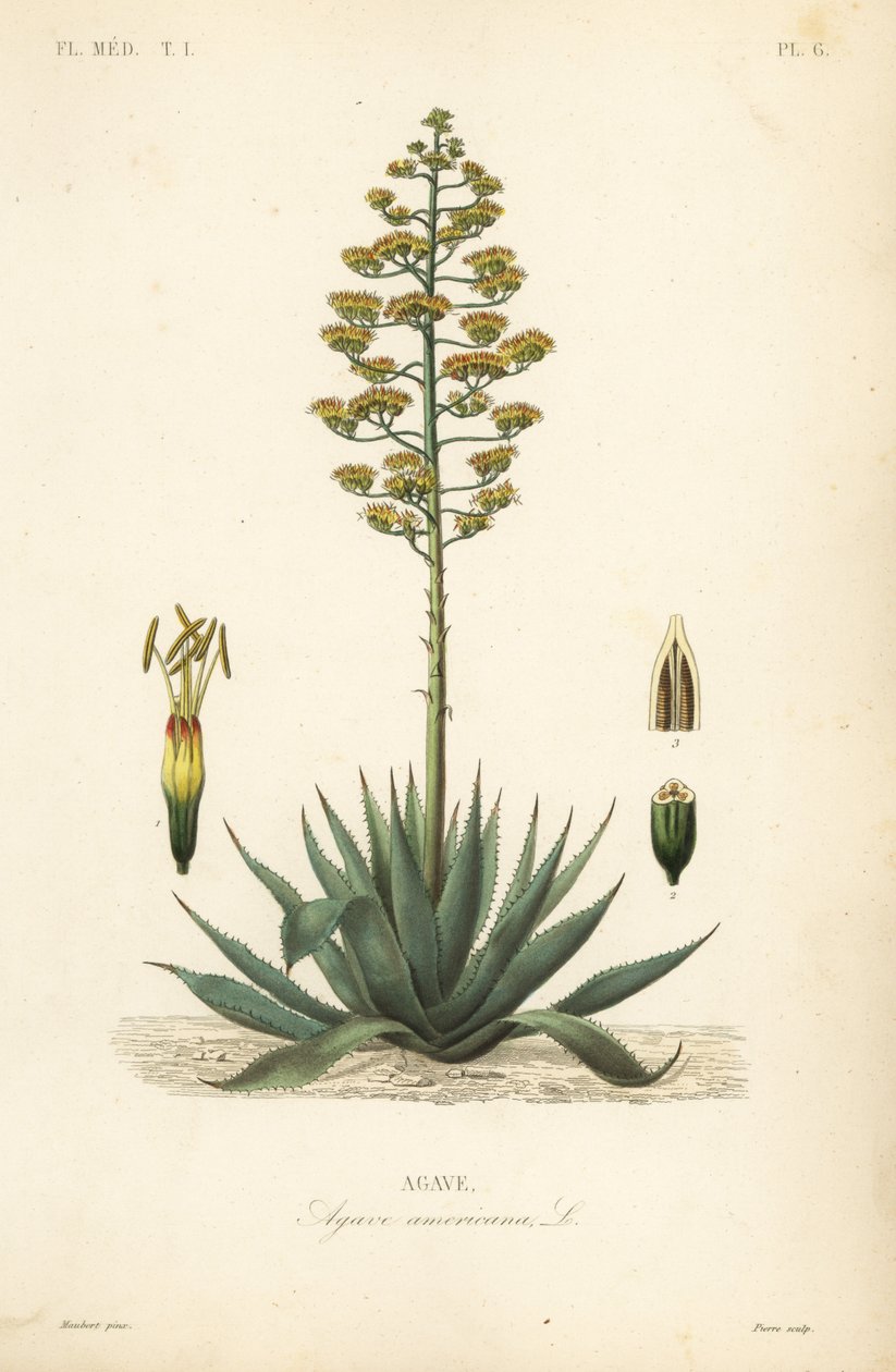 Nöbetçi bitki, yüzyıl bitkisi, maguey veya Amerikan aloe, Agave americana, Agave by Unbekannt