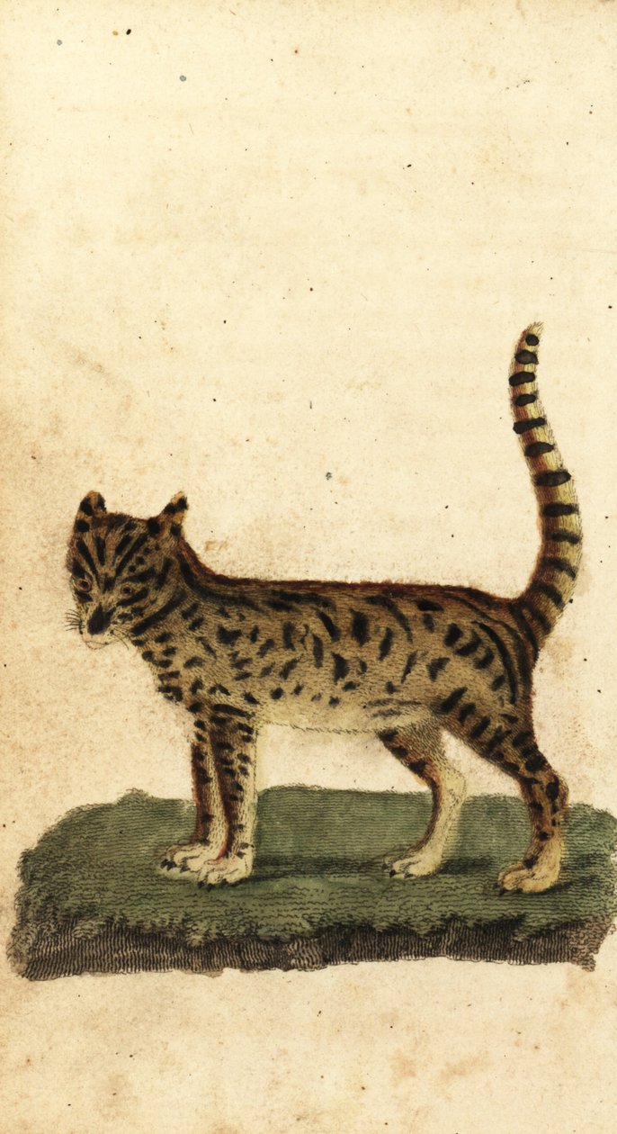 Serval, Leptailurus serval., 1800 (gravür) by Unbekannter Künstler
