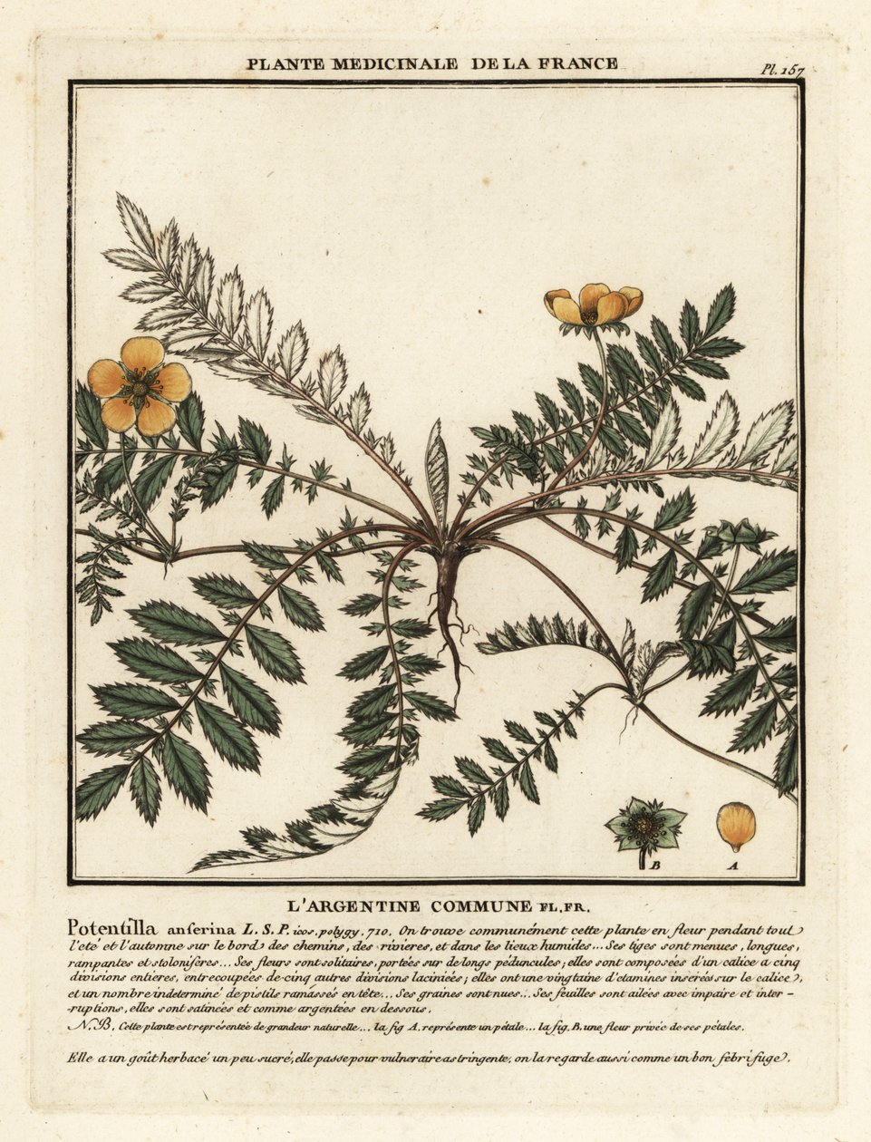 Gümüş otu, Potentilla anserina. by Unbekannter Künstler