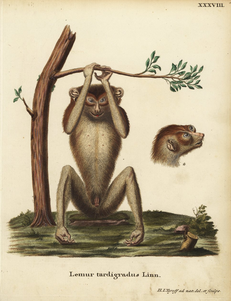  by Unbekannter Künstler