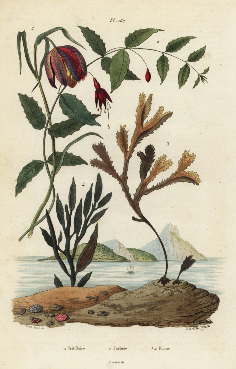 Yılan başı fritillary, Fritillaria meleagris 1, sinekkuşu fuşyası, Fuchsia magellanica 2, dişli enkaz, Fucus serratus 3 ve Fucus siliqueux 4. Fritillaire, Fuchsie, Fucus by Unbekannt