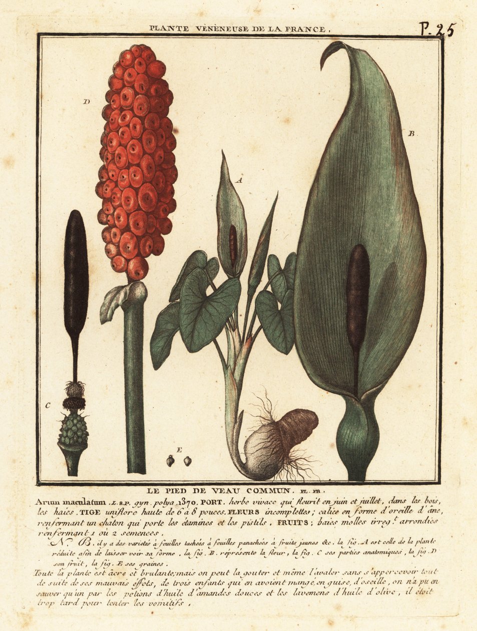 Yılanbaş, Arum maculatum. by Unbekannter Künstler