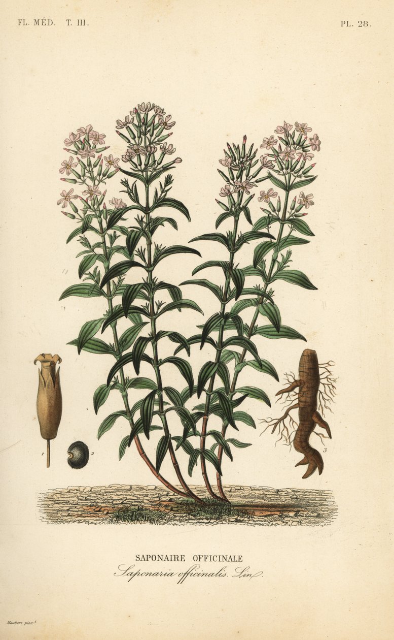 Soapwort veya sabun otu, Saponaria officinalis, Saponaire officinale by Unbekannt