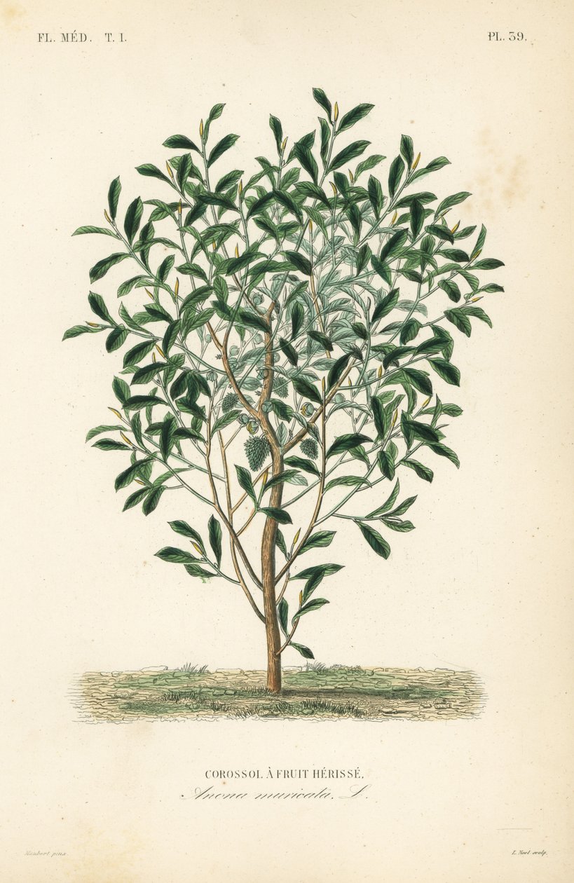 Soursop, graviola veya guyabano ağacı, Annona muricata, Corossol bir meyve herisse by Unbekannt