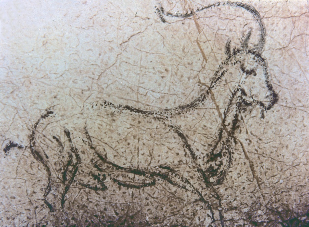 İspanyol dadı-keçi, Paleolitik dönem, c.40000-12000 M.Ö. (kaya resmi) by Unbekannter Künstler