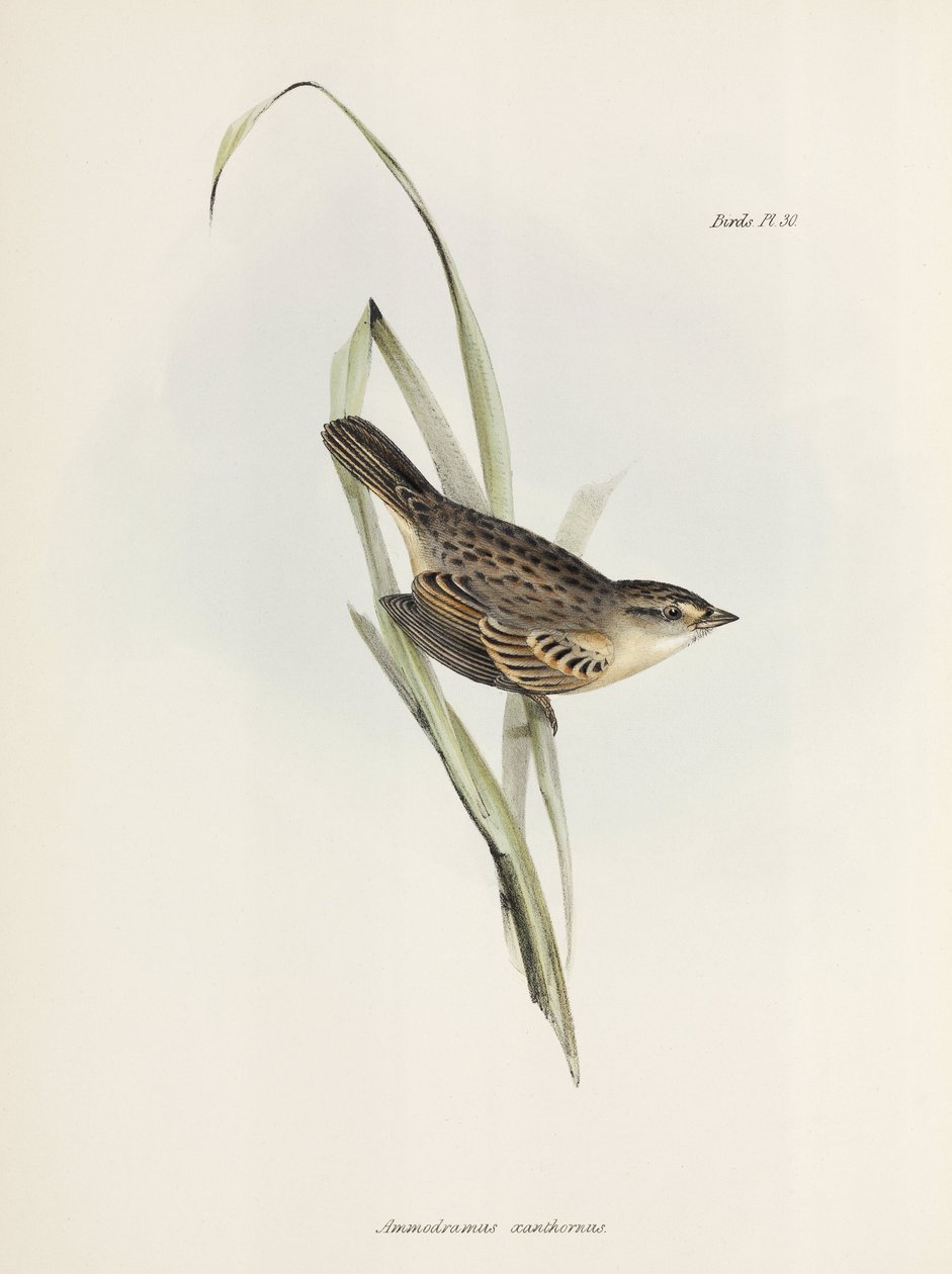Serçe veya ispinoz, c 1832-1836 by Unbekannter Künstler