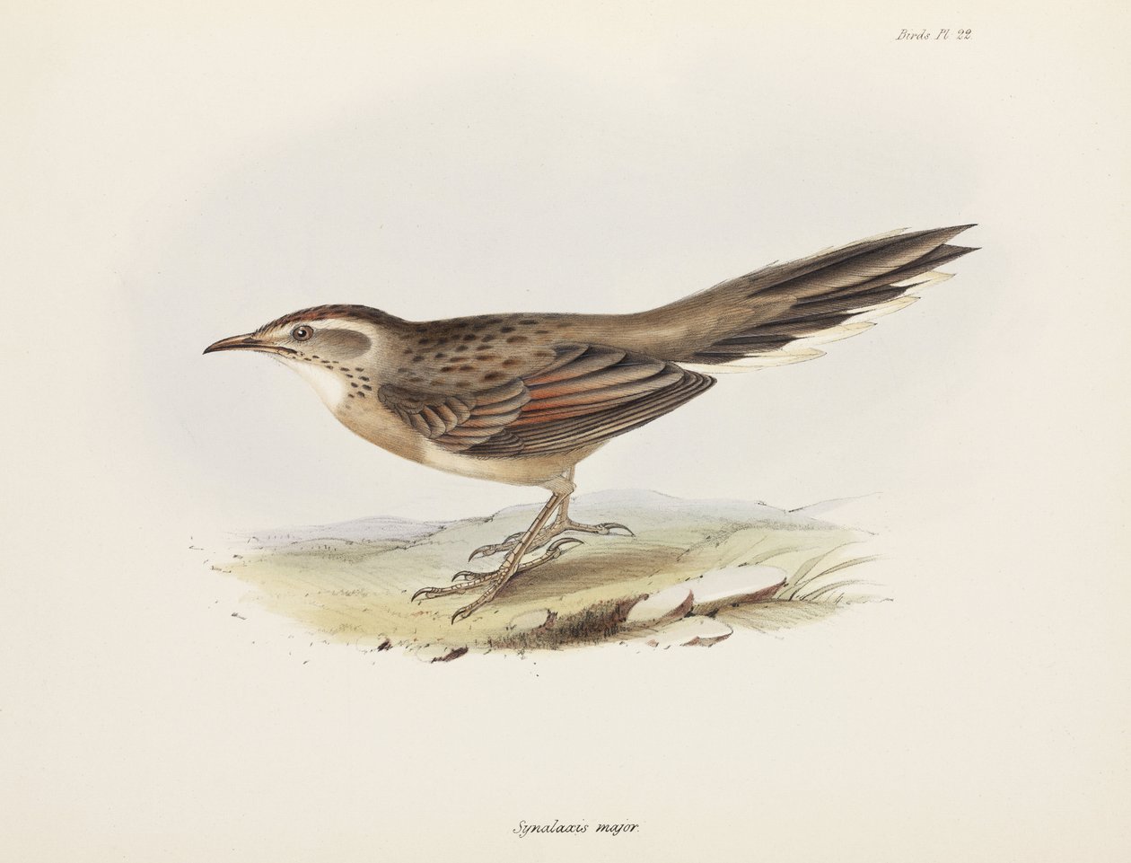 Spinetail, Güney Amerika, c 1832-1836 by Unbekannter Künstler