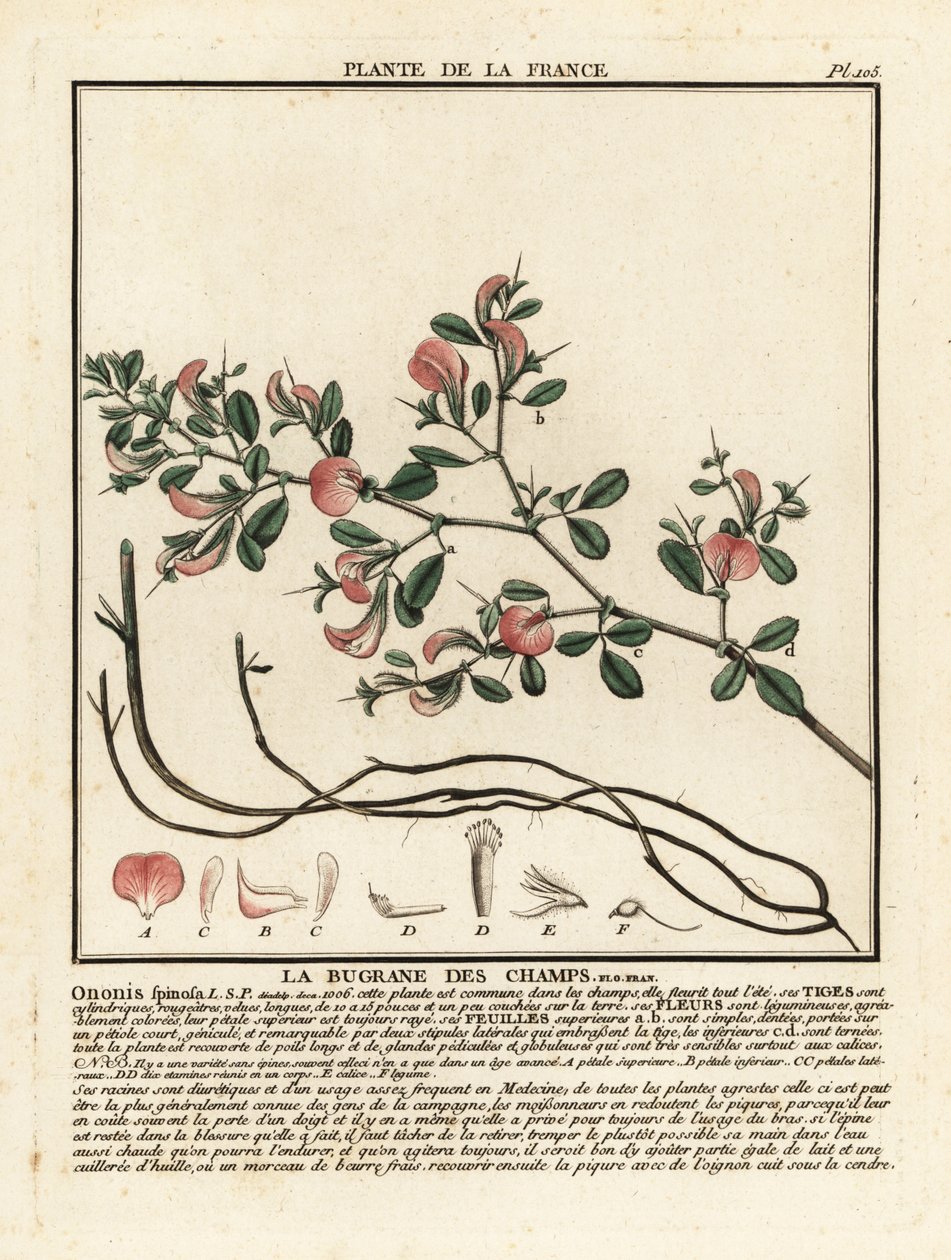 Dikenli restarrow, La bugrane des champs, Ononis spinosa. by Unbekannter Künstler