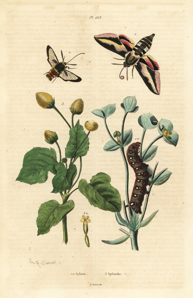 Sütleğen atmaca güvesi, Hyles euphorbiae ve tırtıl 1, eşekarısı güvesi, Sesia apiformis 2 ve diş ağrısı bitkisi, Spilanthes türleri by Unbekannt