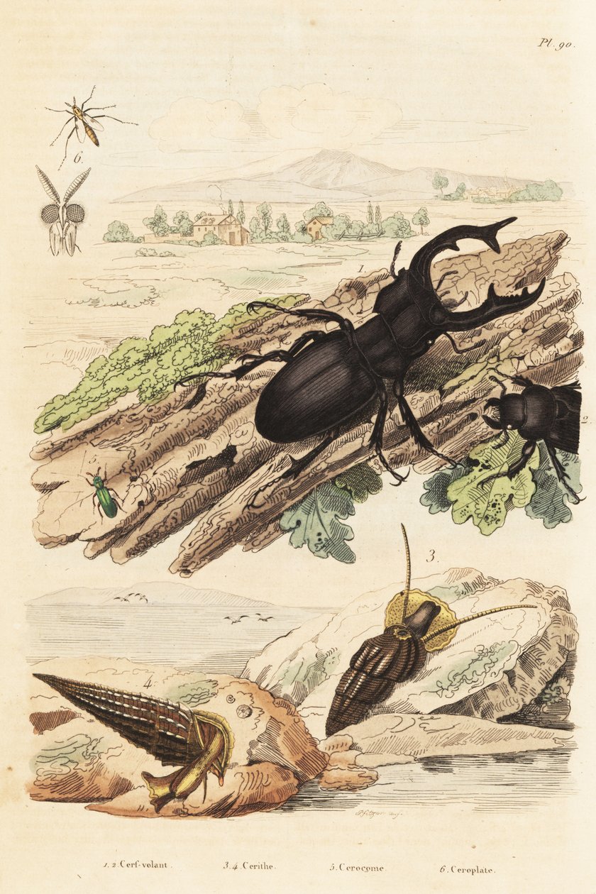 Geyik böceği, Lucanus geyiği 1, Cerithium sulcatum ve Rhinoclavis kaba yumuşakçalar 3,4, Cerocoma elateroides 5 ve Keroplatus tipuloides yaban arısı 6 by Unbekannt